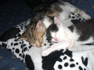 Fino und Lucy 016.jpg