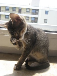 C_Kimi putzt sich.jpg