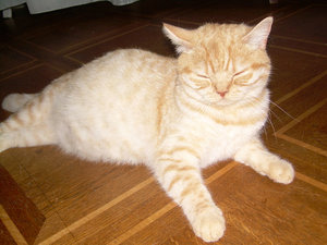 bouboule trächtig 1.jpg