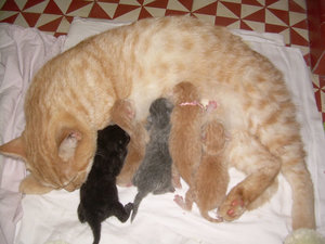 bouboule mit kitten.jpg