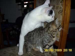 Hermine kommt August 09 032.jpg