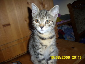 Hermine kommt August 09 025.jpg