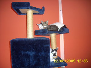 Katzenbesuch Aug 09 022.jpg