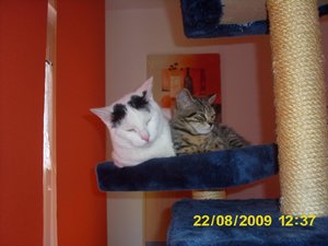 Katzenbesuch Aug 09 024.jpg