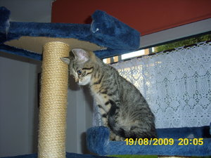 Katzenbesuch Aug 09 013.jpg