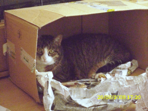 2009.08.26_Sissi 2.gif