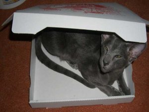 Pizza Orientalisch.jpg