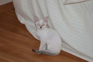 Kyra in vornehmer Pose.jpg