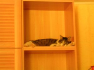 Schrank-Katze Carlo.jpg