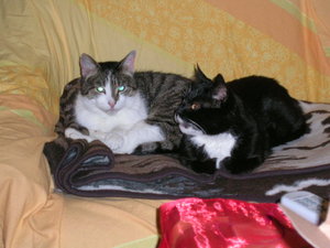 Prinz und Carlo 007.JPG