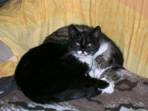 Prinz und Carlo 020.JPG