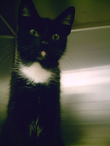 aktuelle fundkatzen süd09 a 134.JPG