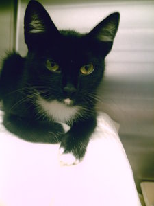 aktuelle fundkatzen süd09 a 129.JPG