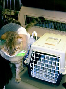 der liebe sehr verschmuste muntere 09.JPG