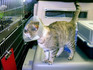 der liebe muntere 09.JPG