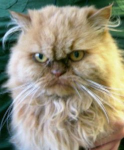 der orangene perser.jpg