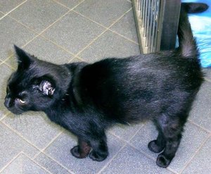 DIE SCHWARZE LIEBE- josi.jpg