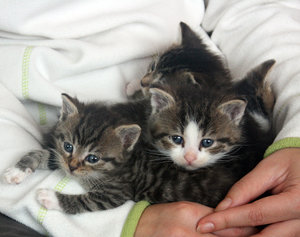 Katzenbabys (16).JPG