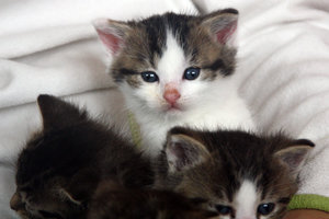 Katzenbabys (17).JPG