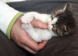 Katzenbabys (14).JPG