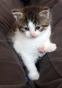 Katzenbabys (15).JPG