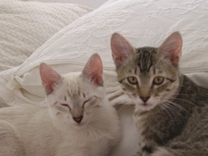 tabby and siamese.JPG