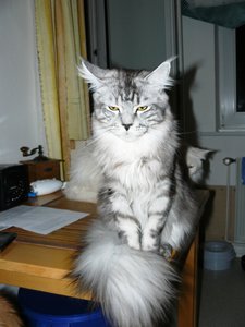 unsere Katzen 006.jpg