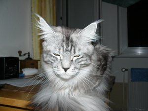 unsere Katzen 005.jpg