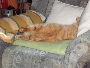 Minki, Bonny und Berry 217.jpg