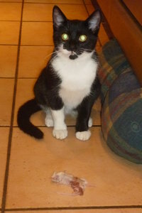 Küken und Mäuse 015.jpg