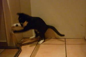 Küken und Mäuse 009.jpg