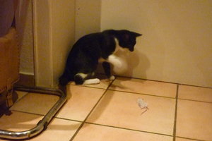 Küken und Mäuse 008.jpg