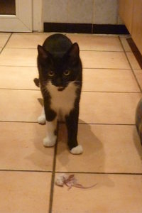 Küken und Mäuse 018.jpg