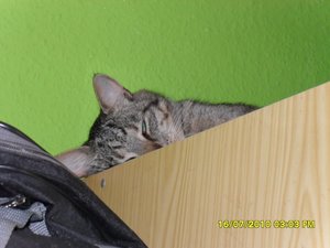 neue Mütze 2 054 [800x600].jpg