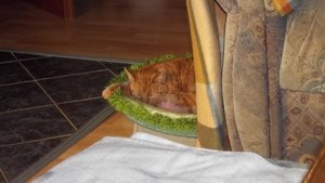 Minki, Bonny und Berry 269.jpg