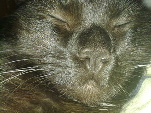 Nahmaufnahme speedy.jpg