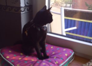 Akira 0005 (5 Monate) a.jpg