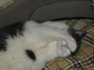 Minki, Bonny und Berry 090.jpg