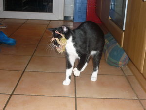 Wotan und Josies Kükenpremiere 052.jpg