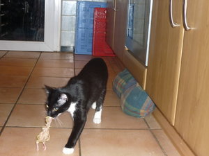 Wotan und Josies Kükenpremiere 056.jpg