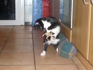 Wotan und Josies Kükenpremiere 059.jpg