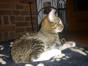 Wotan und Josies Kükenpremiere 009.jpg