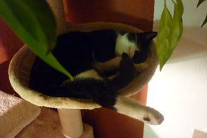 Wotan und Josies Kükenpremiere 013.jpg