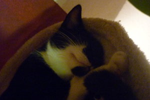 Wotan und Josies Kükenpremiere 015.jpg