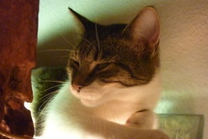 Wotan und Josies Kükenpremiere 023.jpg