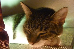 Wotan und Josies Kükenpremiere 025.jpg