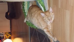 Minki, Bonny und Berry 270.jpg