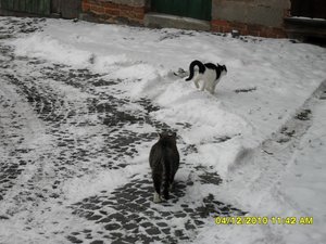 snowcats 033 [800x600].jpg