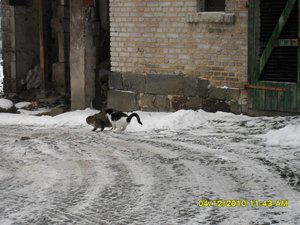 snowcats 037 [800x600].jpg