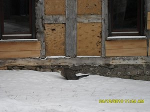 snowcats 041 [800x600].jpg